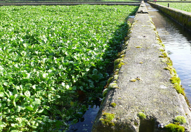 2000 True Watercress Seeds Non-GMO Heirloom | USA Seller