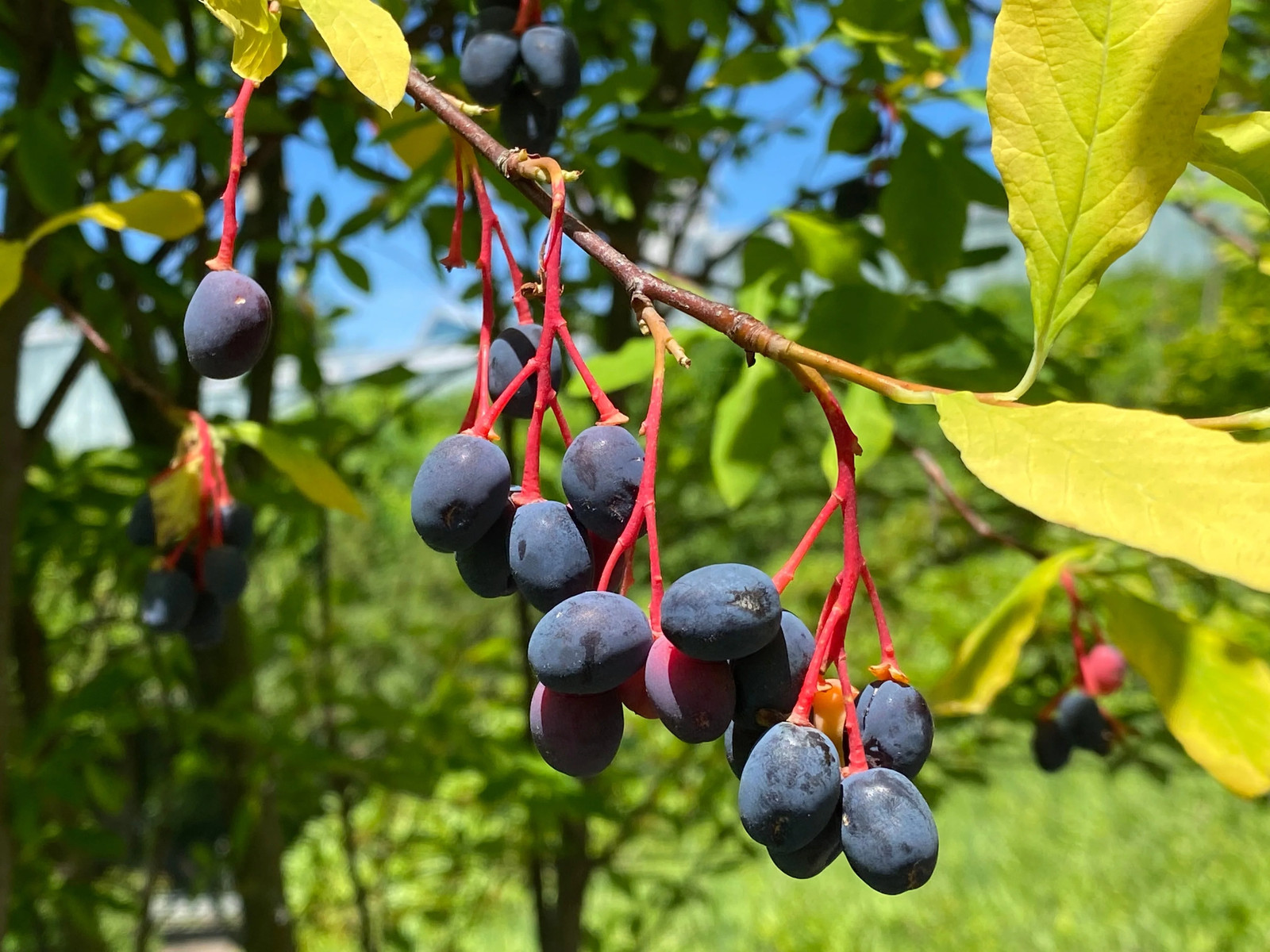 15 INDIAN PLUM Osoberry Oregon Oso Berry Oemleria Cerasiformis Fruit Shrub Seeds