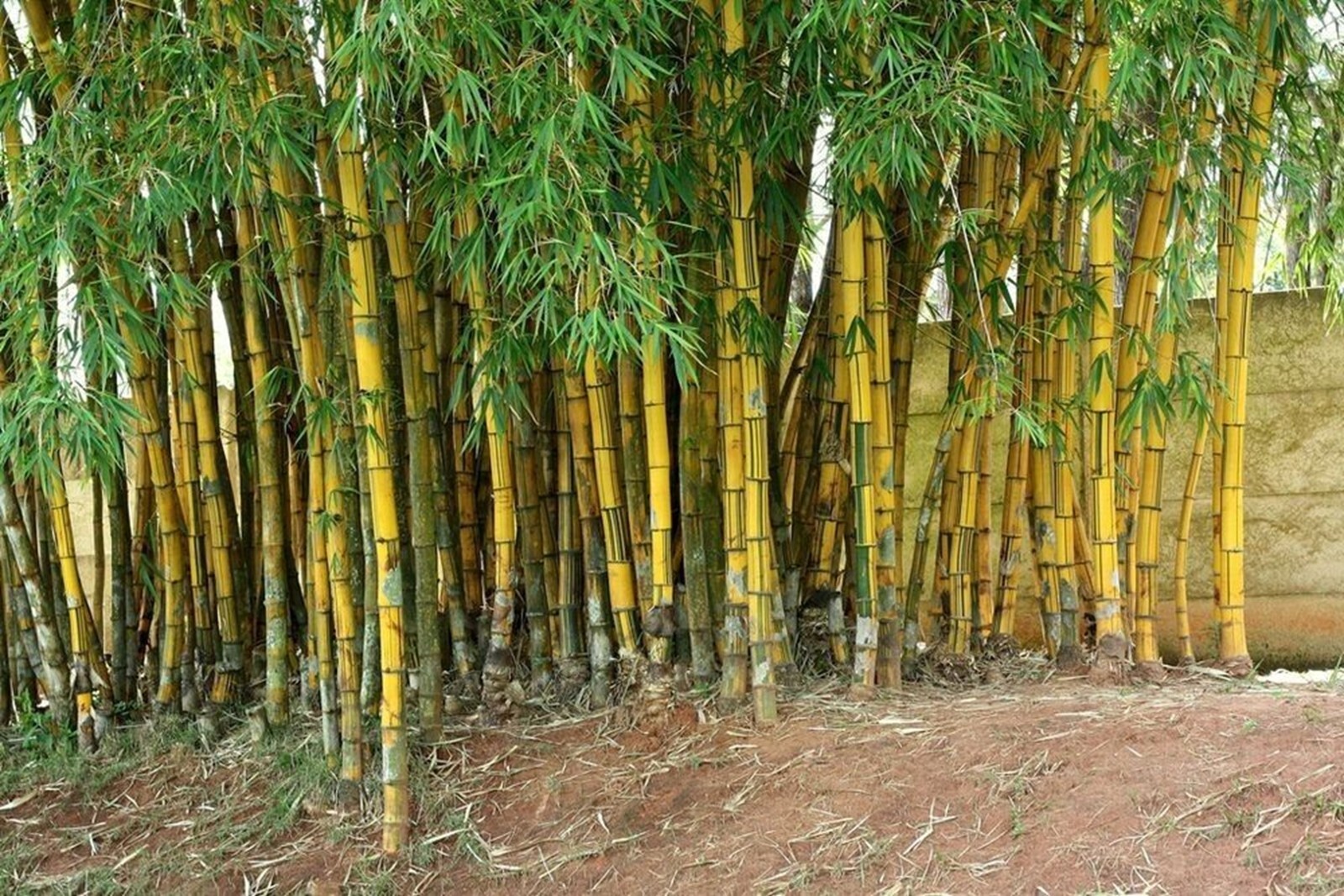 100 Hawaiian Gold Bamboo Seeds Perennial Seed Ornamental Privacy Shoot US SELLER