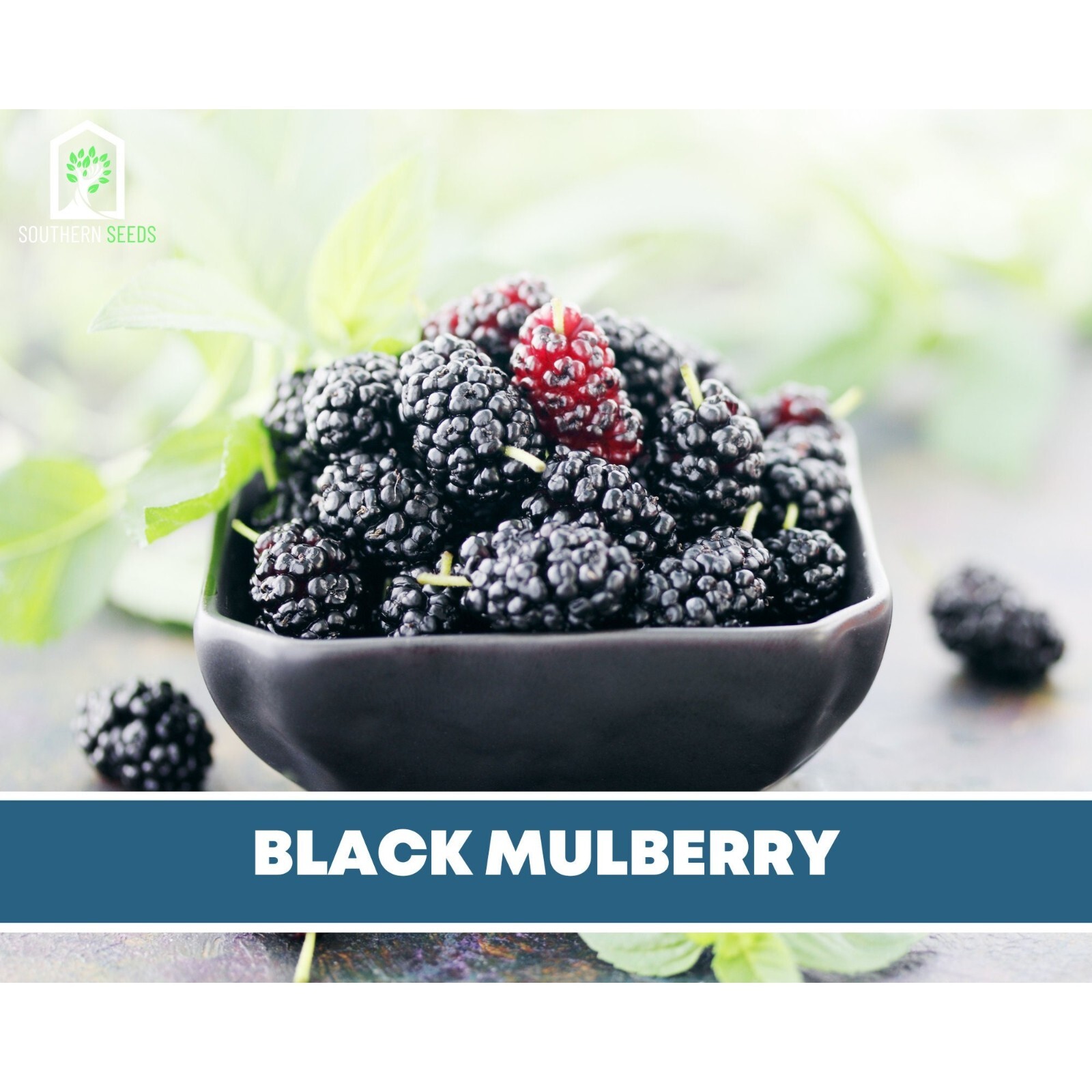 Mulberry, Black – Heirloom Seeds – Culinary & Medicinal – Non GMO (Morus nigra)