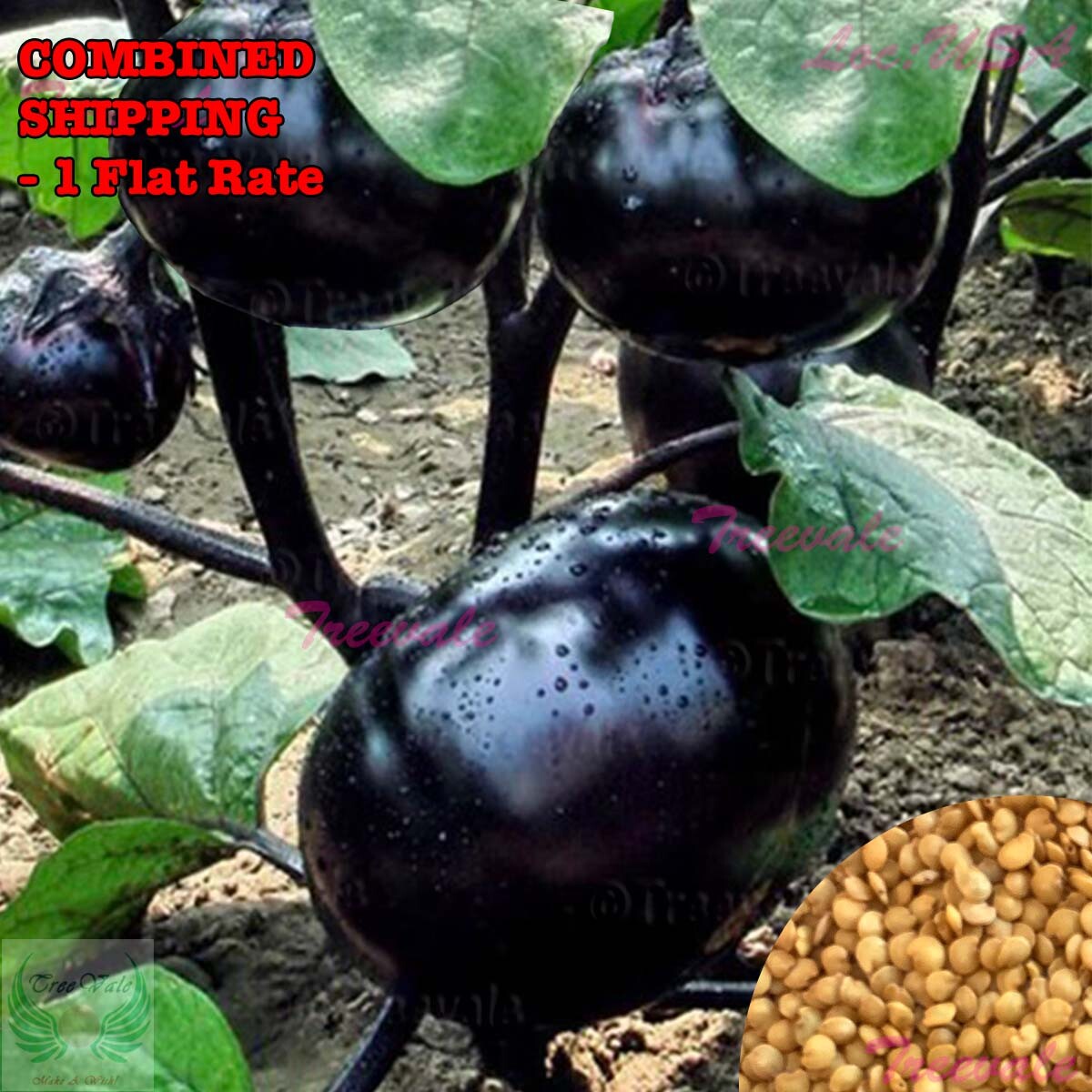 Black Round Eggplant SEEDS | Eggplant Seeds | Vegetable Seeds