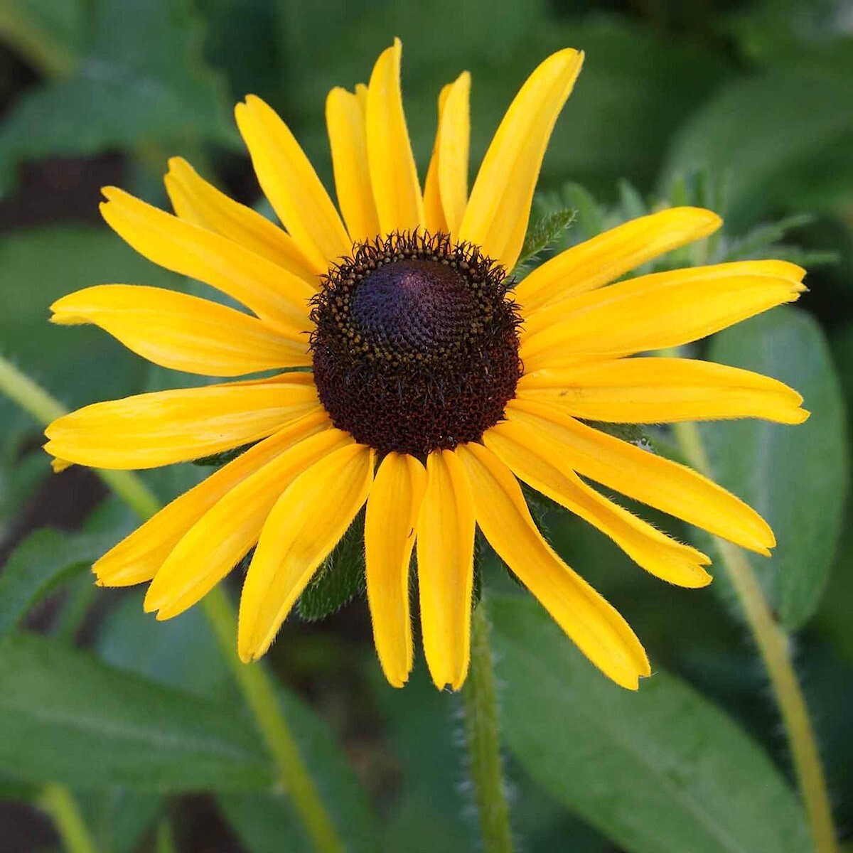 1/4 Lb Black Eyed Susan Wildflower Seeds – Everwilde Farms Mylar Seed Packet