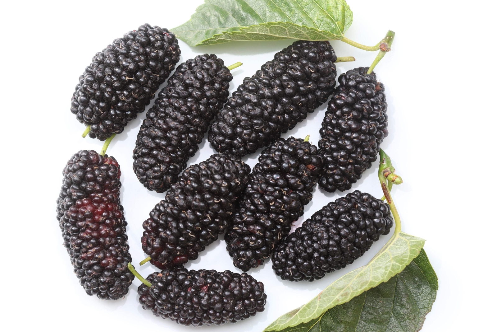 15 MULBERRY Tree Bush Morus Rubra Red Berry Fruit Seeds *Flat S/H
