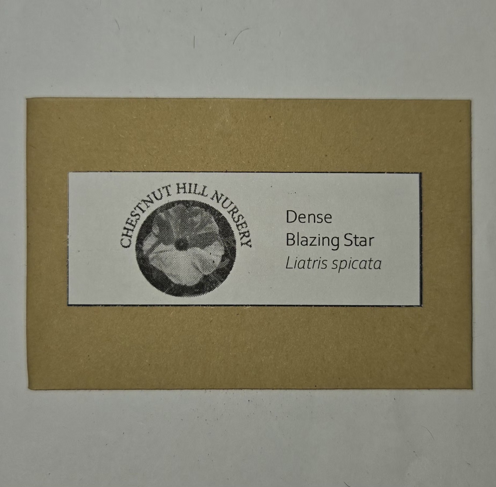 Dense blazing star (Liatris spicata) Seed Pack ~25 Seeds Pennsylvania Ecotype