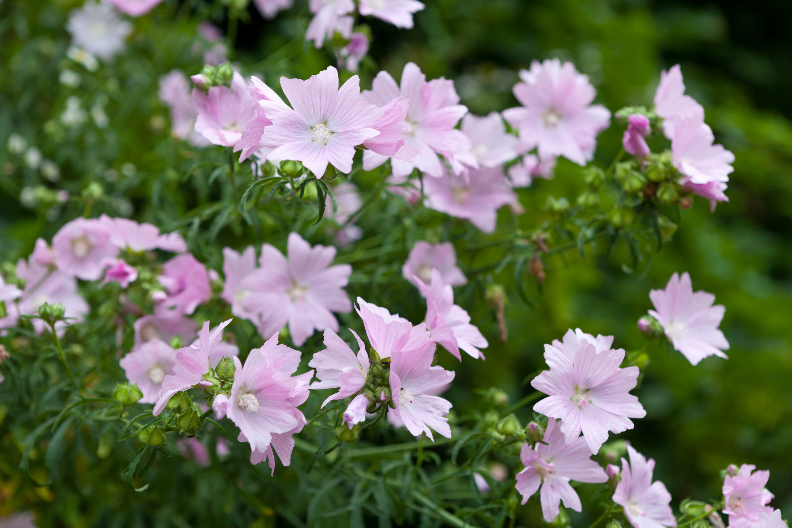 PINK MUSK MALLOW 102 SEEDS, MALVA MOSCHATA, USA SELLR, EZ TO GROW