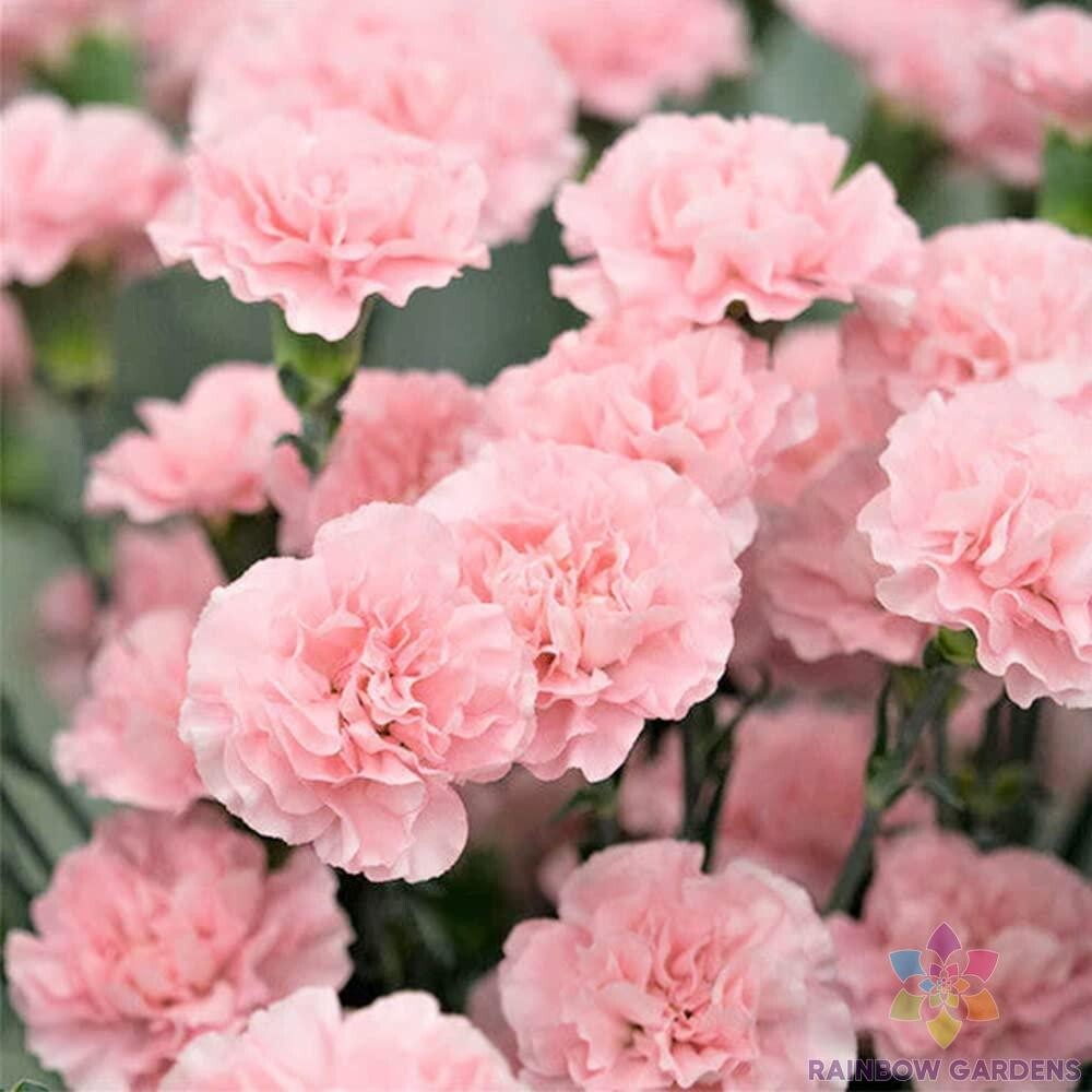 200+ Freyn’s Pink Carnation Seeds for Garden Planting – USA – FREE SHIPPING!