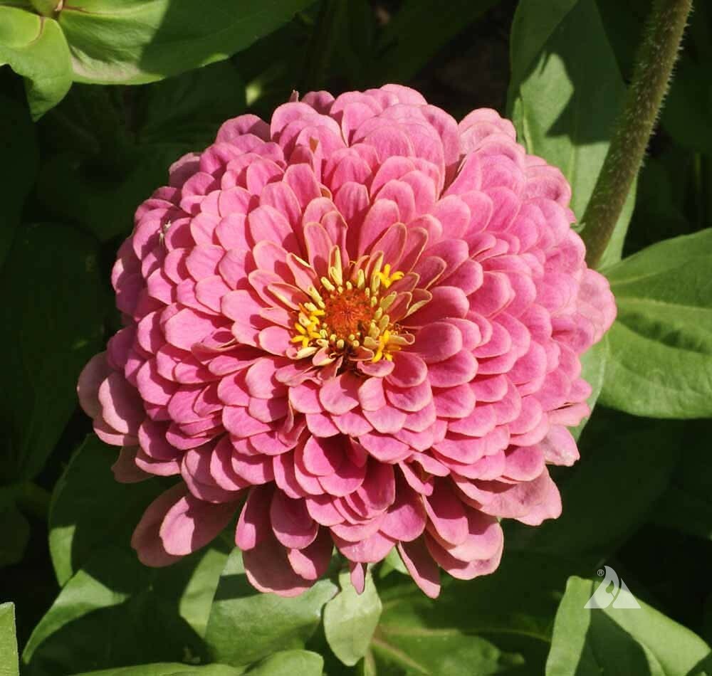 Pink Luminosa Zinnia Seeds 200+ Flower Elegans Garden USA SELLER FREE SHIPPING