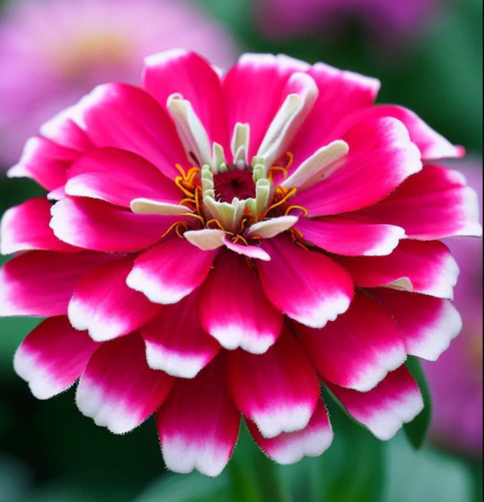 Zinnia ICE QUEEN Bi-Color Pink White Butterflies Hummingbirds Non-GMO 100 Seeds!