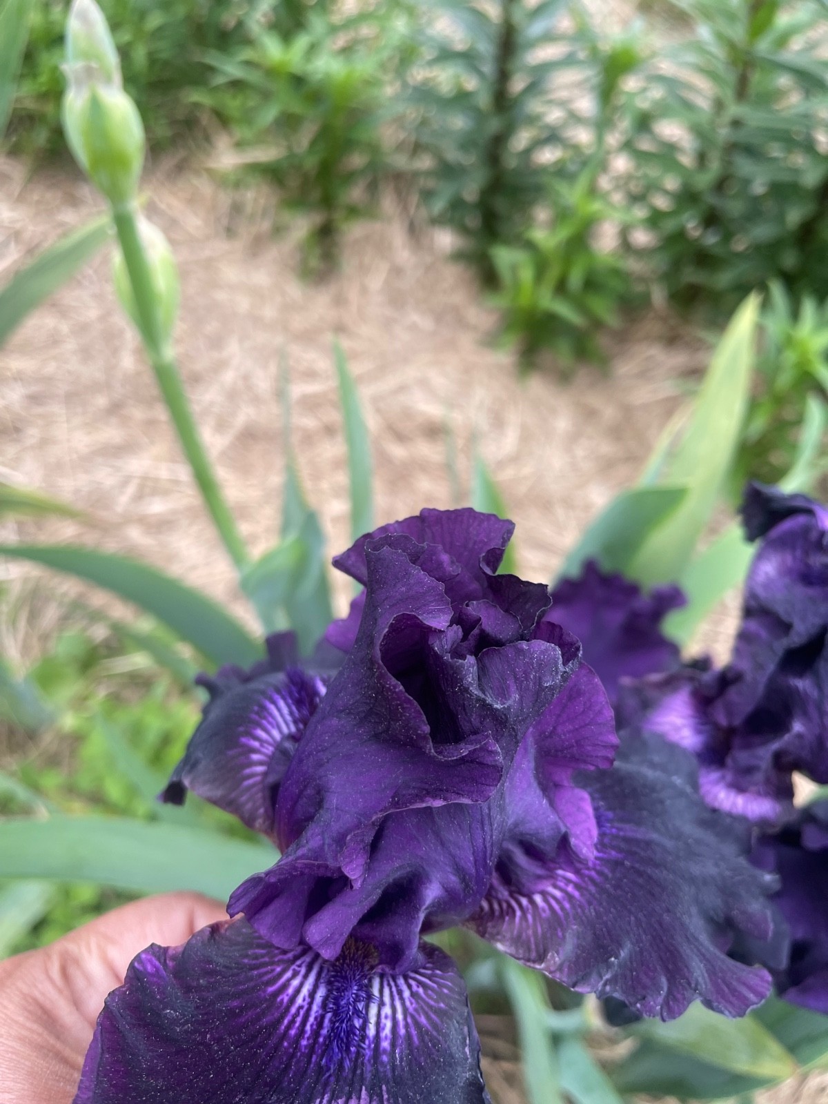 10 Fresh Dug Iris Rhizomes – Mixed Colors & Varieties