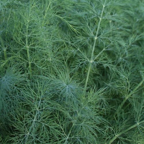 1oz Bouquet Dill Seeds Anethum Graveolens Herb Heirloom (Approx 20,000 Seeds)