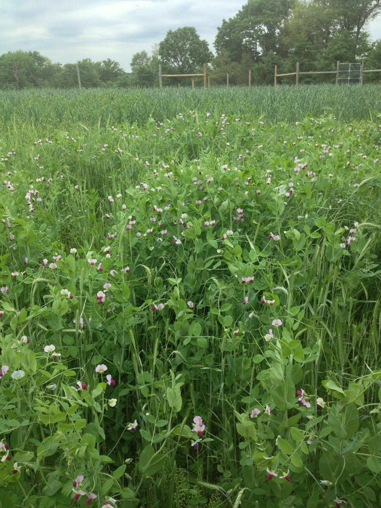 10 # LB Pound Austrian Winter Peas Field Open Pollinated Non GMO USA Cover Deer