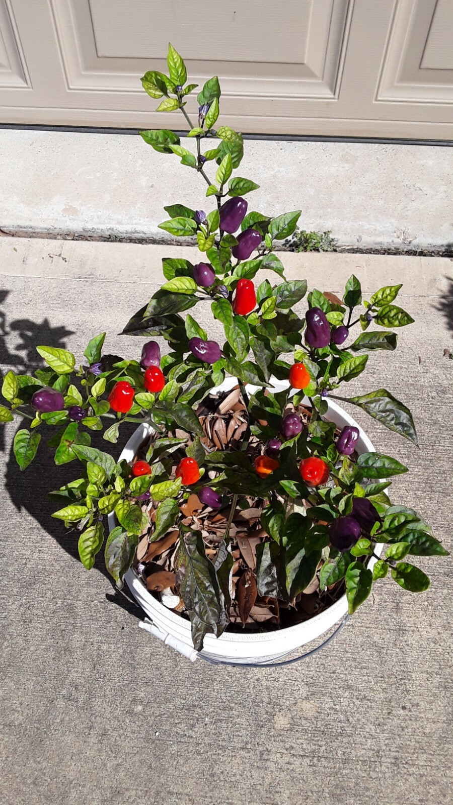 50+ Chinese 5 Color Pepper Seeds Edible & Ornamental Non-Gmo