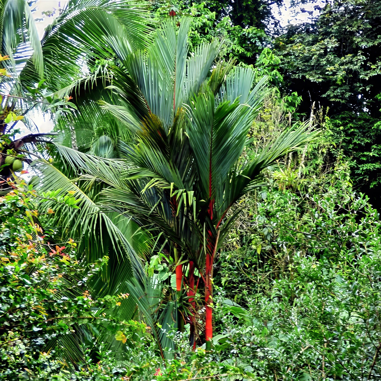 RED SEALING WAX “LIPSTICK PALM” TREE SEEDS (Cyrtostachys renda) House Plant RARE