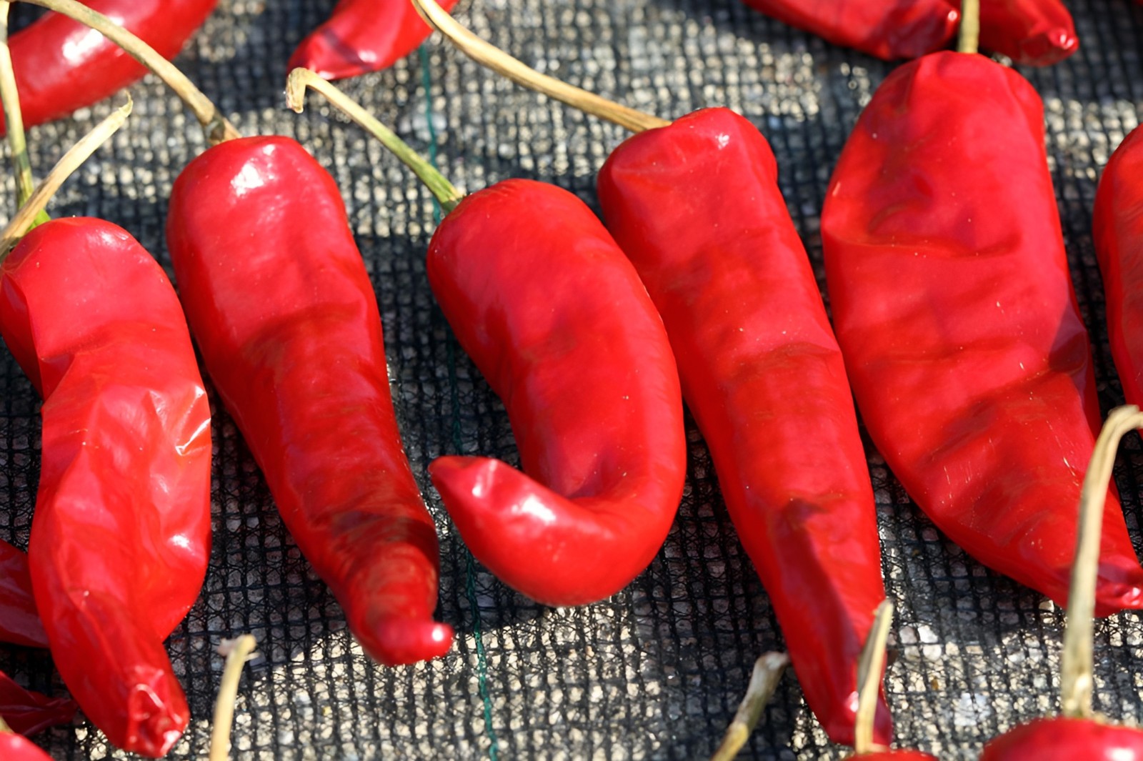100 Heirloom NuMex Sweet Pepper – Giant Zero Heat Super Sweet Hatch Chili Pepper