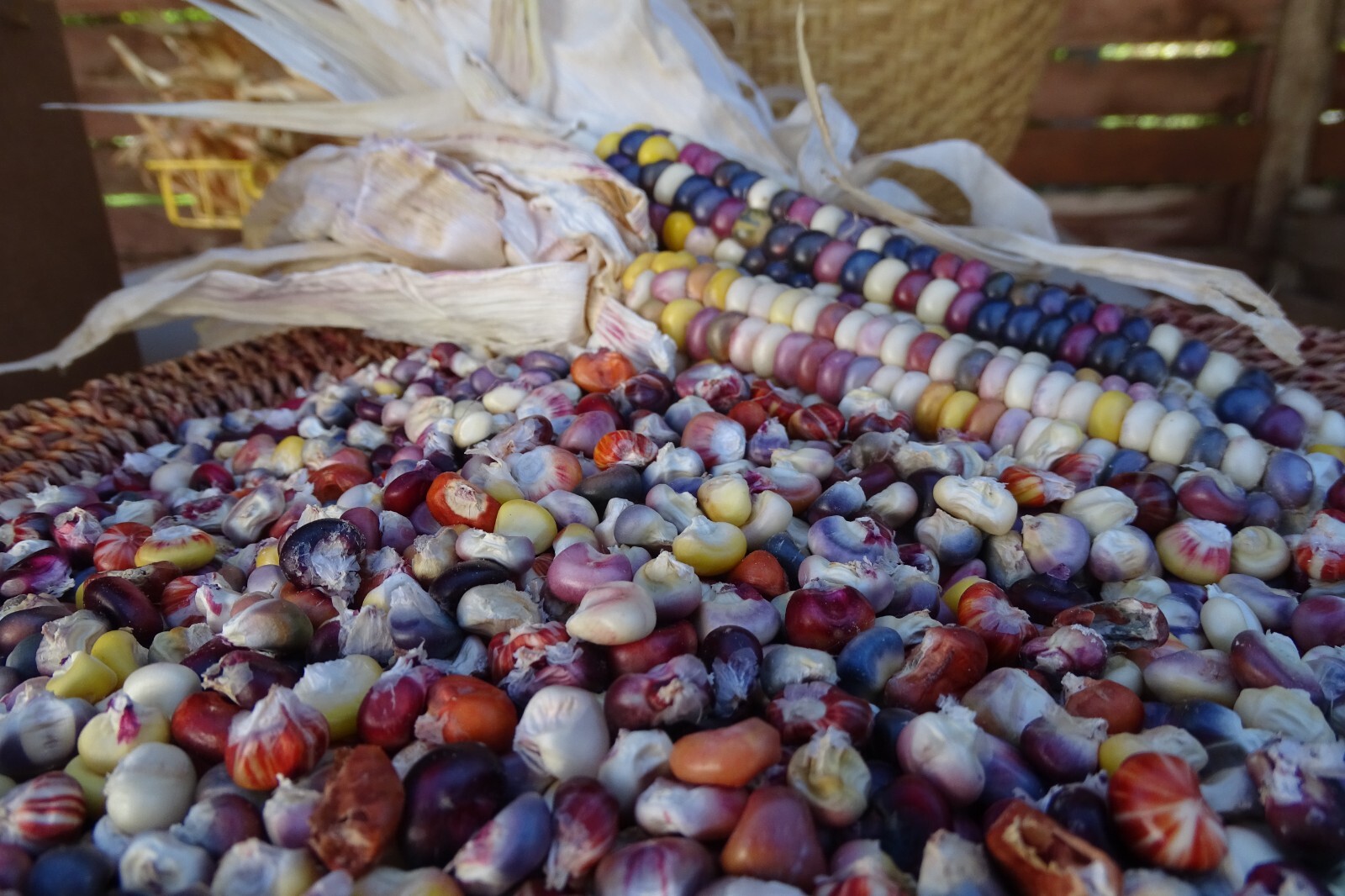 Painted Mountain – unique corn developed from Montana Native varieties