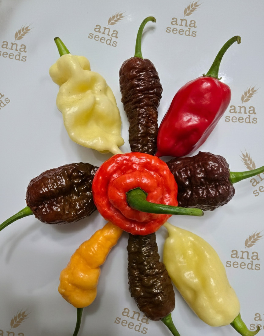 Ghost peper seed mix packet, White ghost, Carolina Reaper, Scotch bonnet scorpio