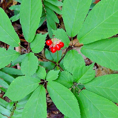 American Panax Quinquefolius Ginseng Seeds 50 Freshly Stratified Fast Ship USA