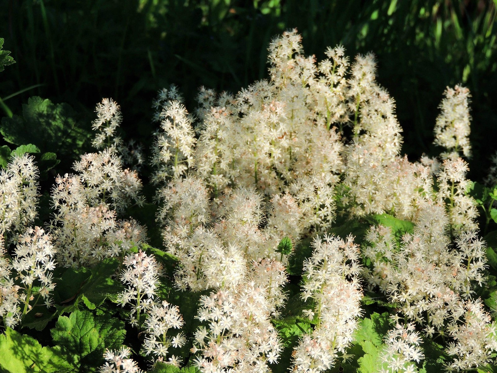 20 SUGAR SCOOP FOAMFLOWER White Tiarella Trifoliata Laceflower Flower Seeds