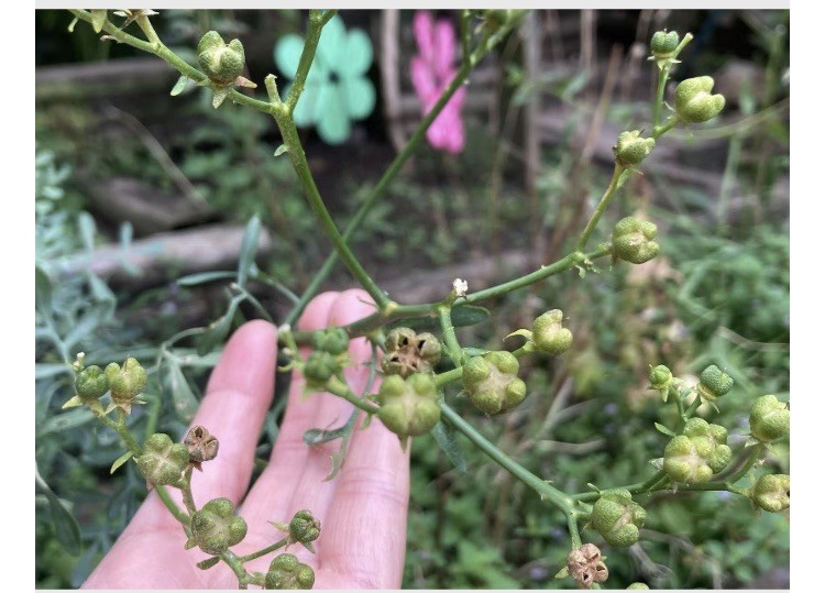 Non GMO New Ruta graveolens | Common Rue | Herb of Grace | Herbygrass | 25 Seeds
