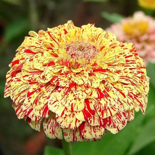 Zinnia PEPPERMINT STICK Mix Pollinators Butterflies Hummingbird USA 200 Seeds