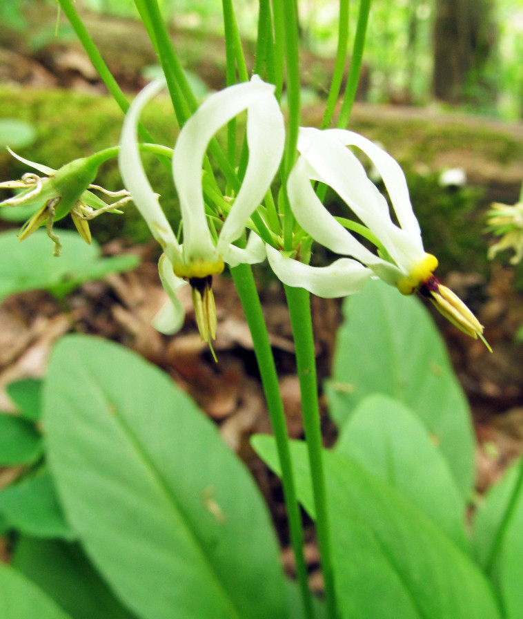 Shooting Star – Perennial – 5 Bulbs/Roots for Planting – No Shipping AK, HI, PR