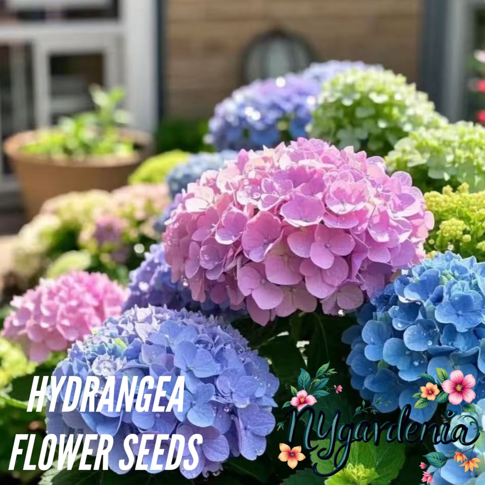 35 Mixed Color Hydrangea Seeds Vibrant Blooms in Blue, Pink & Purple for Garden