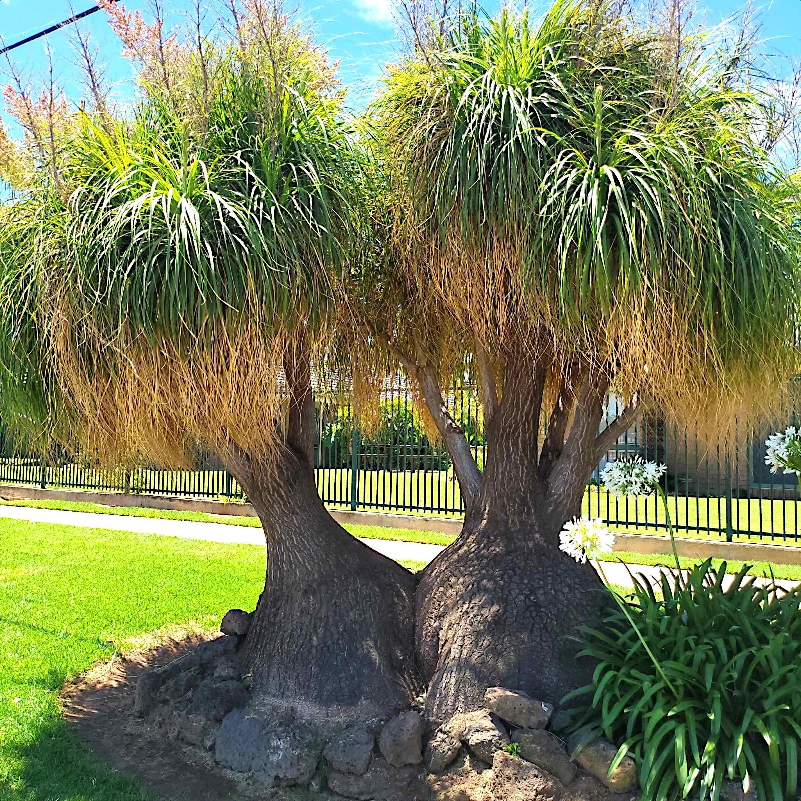 Ponytail Palm Tree Seeds Beaucarnea recurvata Elephant Foot Indoor House Plant