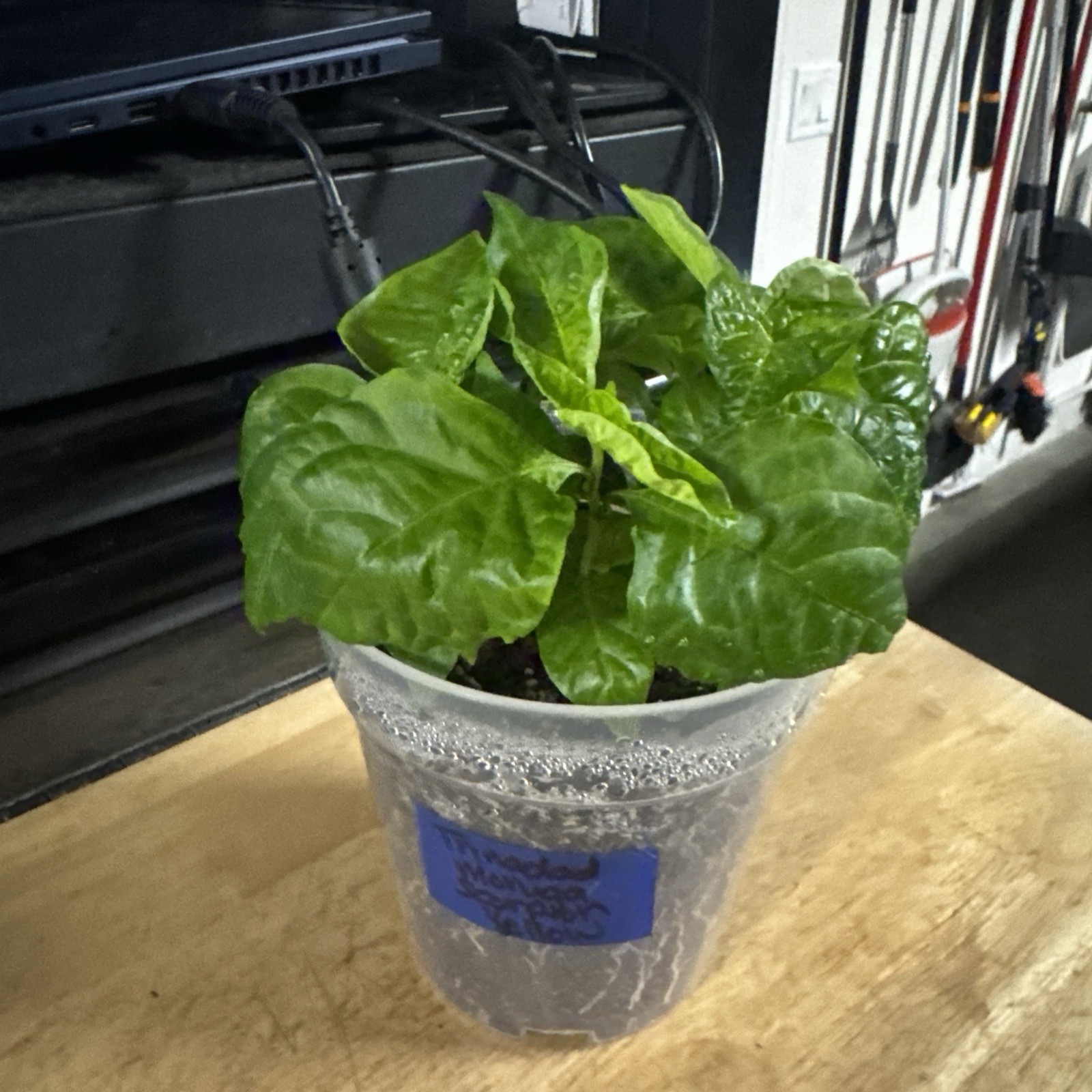 All Varieties!! 5 Pepper Plants!! 1 Type Per Container!! Ready To Ship!!