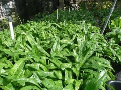 Recao, Culantro, Cilantro ancho, Mexican Coriander (Eryngium foetidum) Green