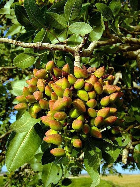 Pistachio Nut Tree Seeds (Pistacia vera) Hardy-Zone 7 Edible Garden Plant