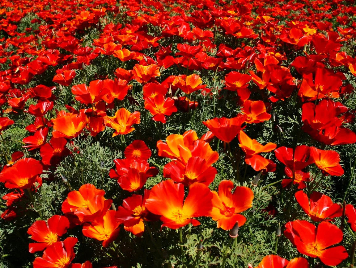 Red Chief California Poppy Seeds – For 2025 Planting Scarlet Flanders Poppies