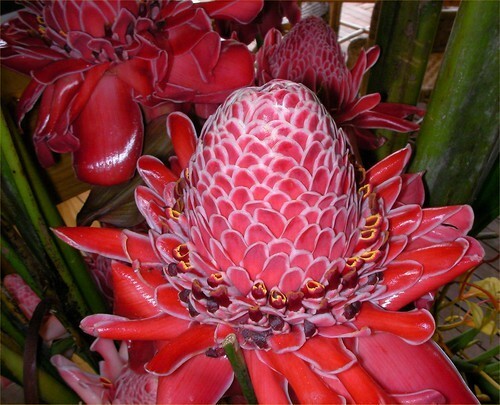Red Torch ginger {Etlingera elatior} Organic 10 seeds Free Shipping!