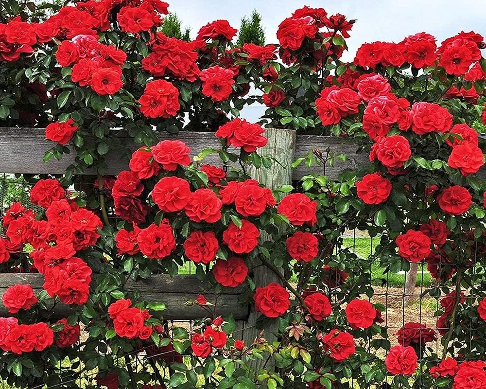 200+ Mix Climbing Rose Seeds – Vibrant, Long-Blooming Outdoor & Indoor Orname…