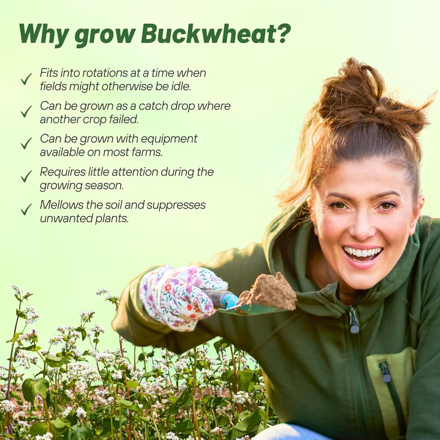 10 LBS Buckwheat Seed For Planting Cover Crops & Green Manure