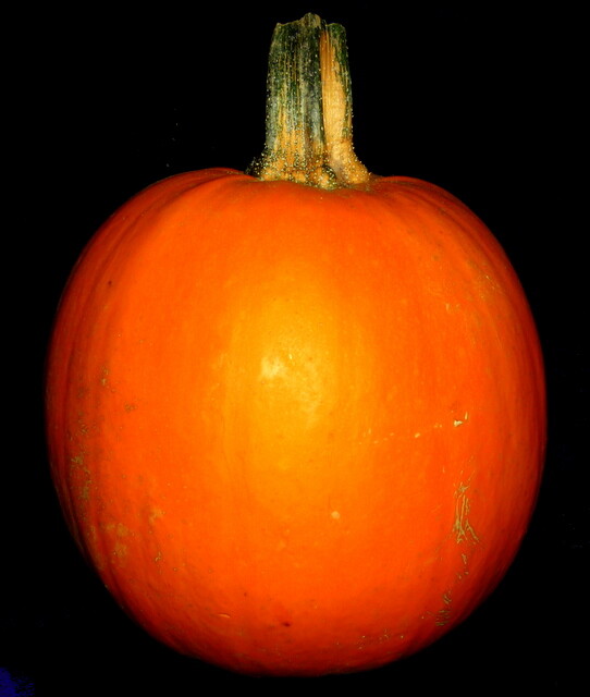 15+ ORGANIC SUGAR PIE PUMPKIN WINTER VERY SWEET SQUASH SEEDS 4-8 LBS 8-10″ WIDE