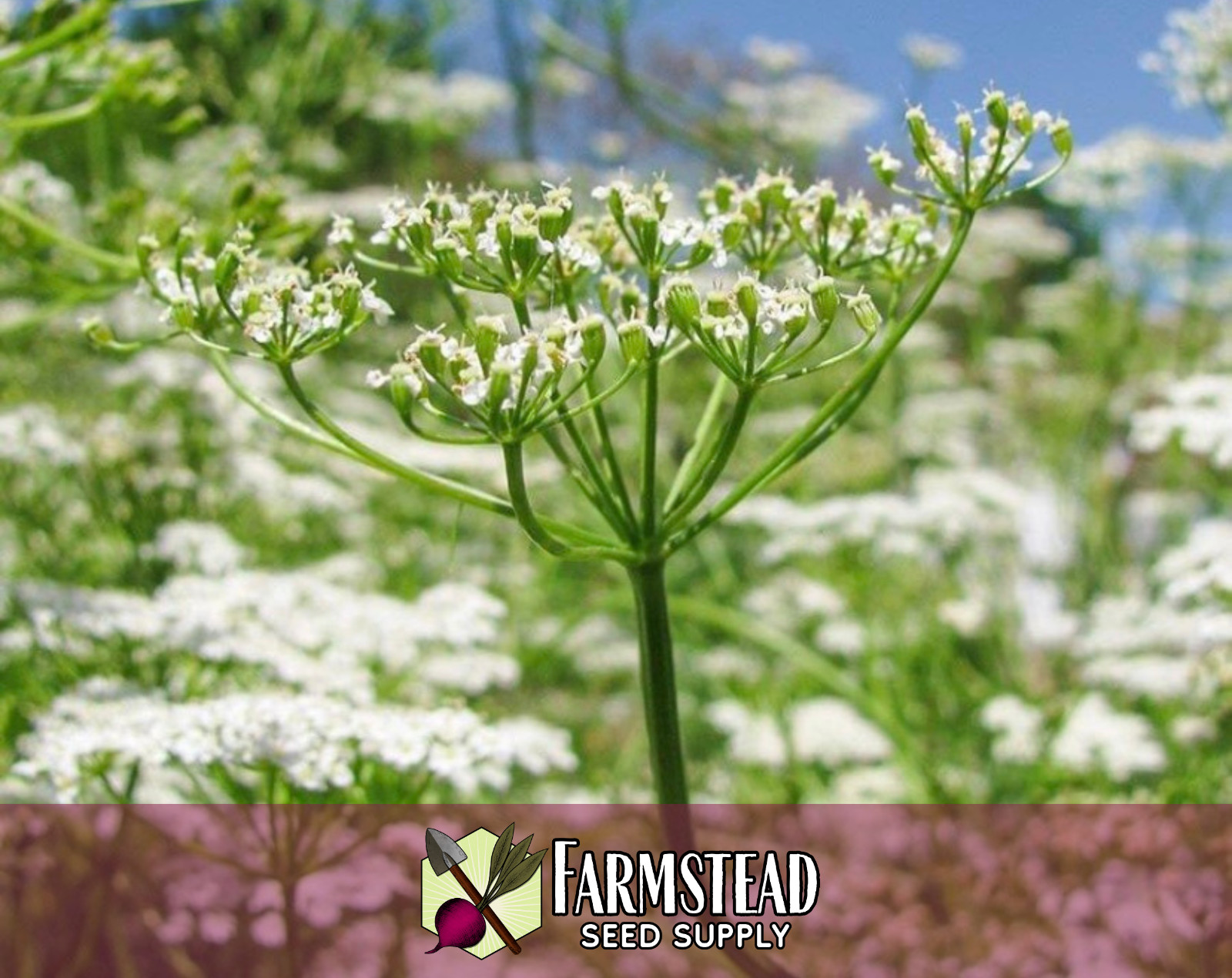 900+ Caraway Seeds, Herb & Flower Gardening Seed Packet, Heirloom, Non-GMO, USA