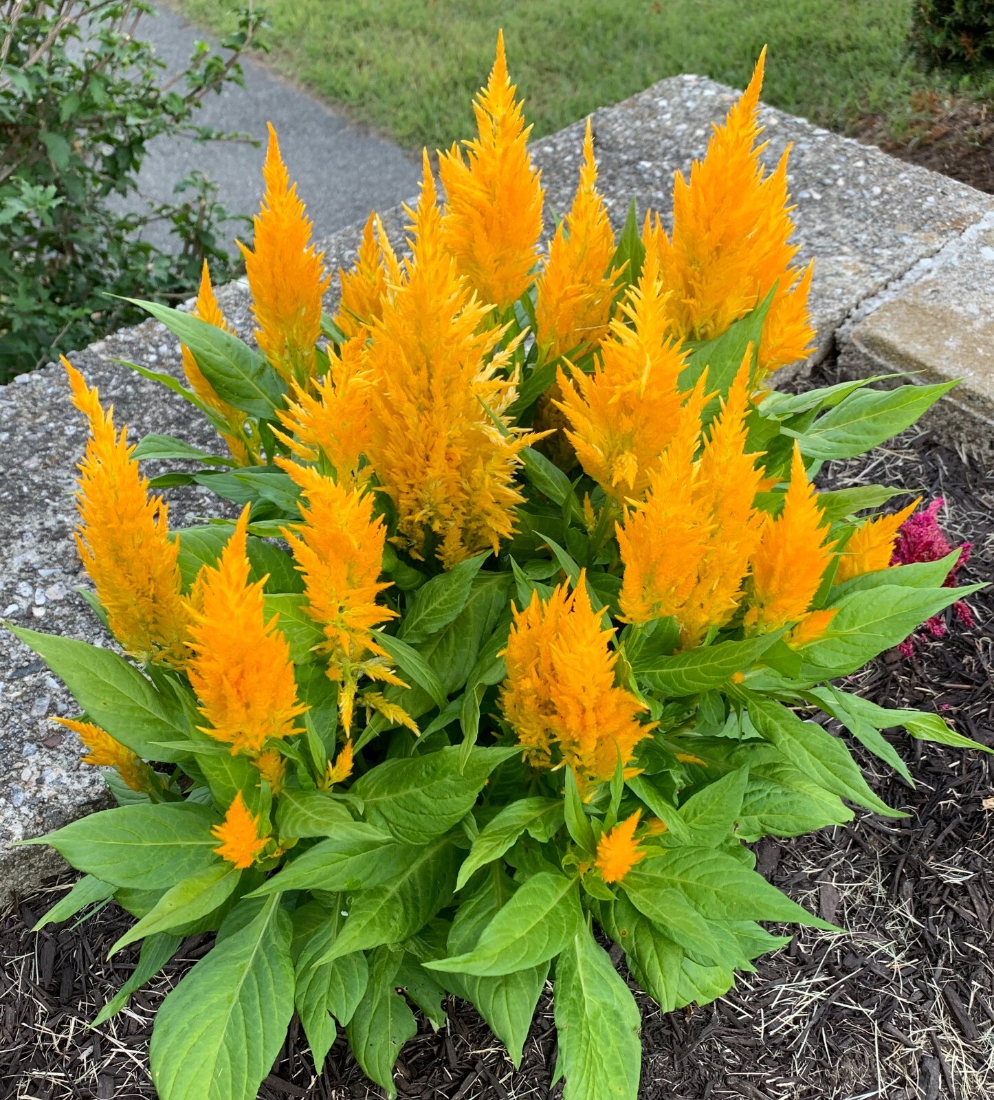 Celosia seeds (open-pollinated) – from yellow plants