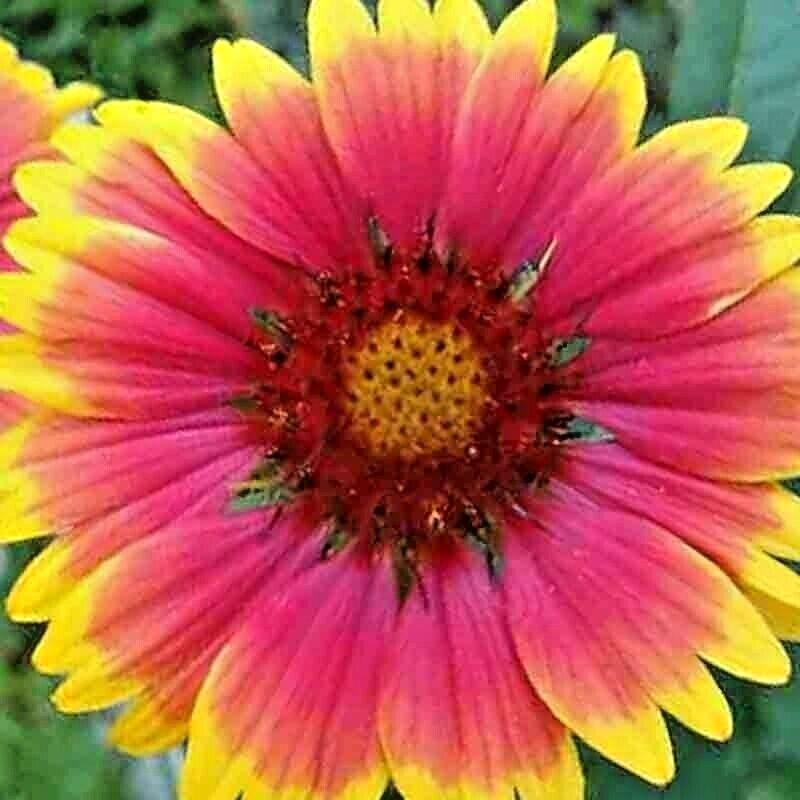 🌼 200+ BLANKET FLOWERS HUMMINGBIRD MIX SEEDS | PERENNIAL SUNFLOWER | AUTUMN