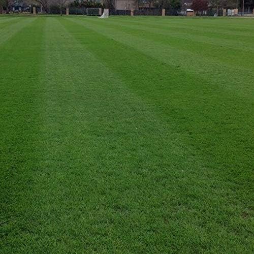 High-Quality 10lb Organic Annual RyeGrass Seed for Erosion Control & Overseeding