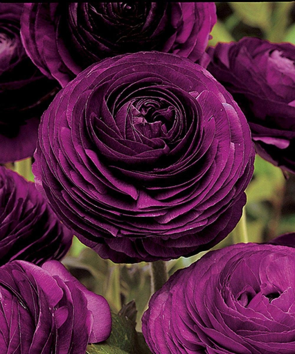 🌸 50 PURPLE Ranunculus Seeds – Double Bloom Buttercups | Vibrant Spring Flowers