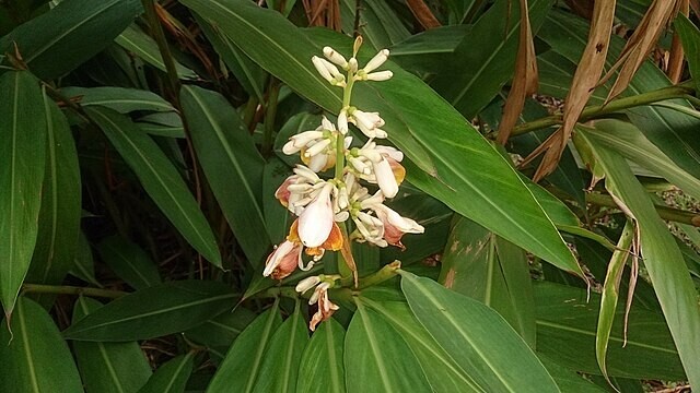 Alpinia zerumbet | Shell Ginger | 10 Seeds