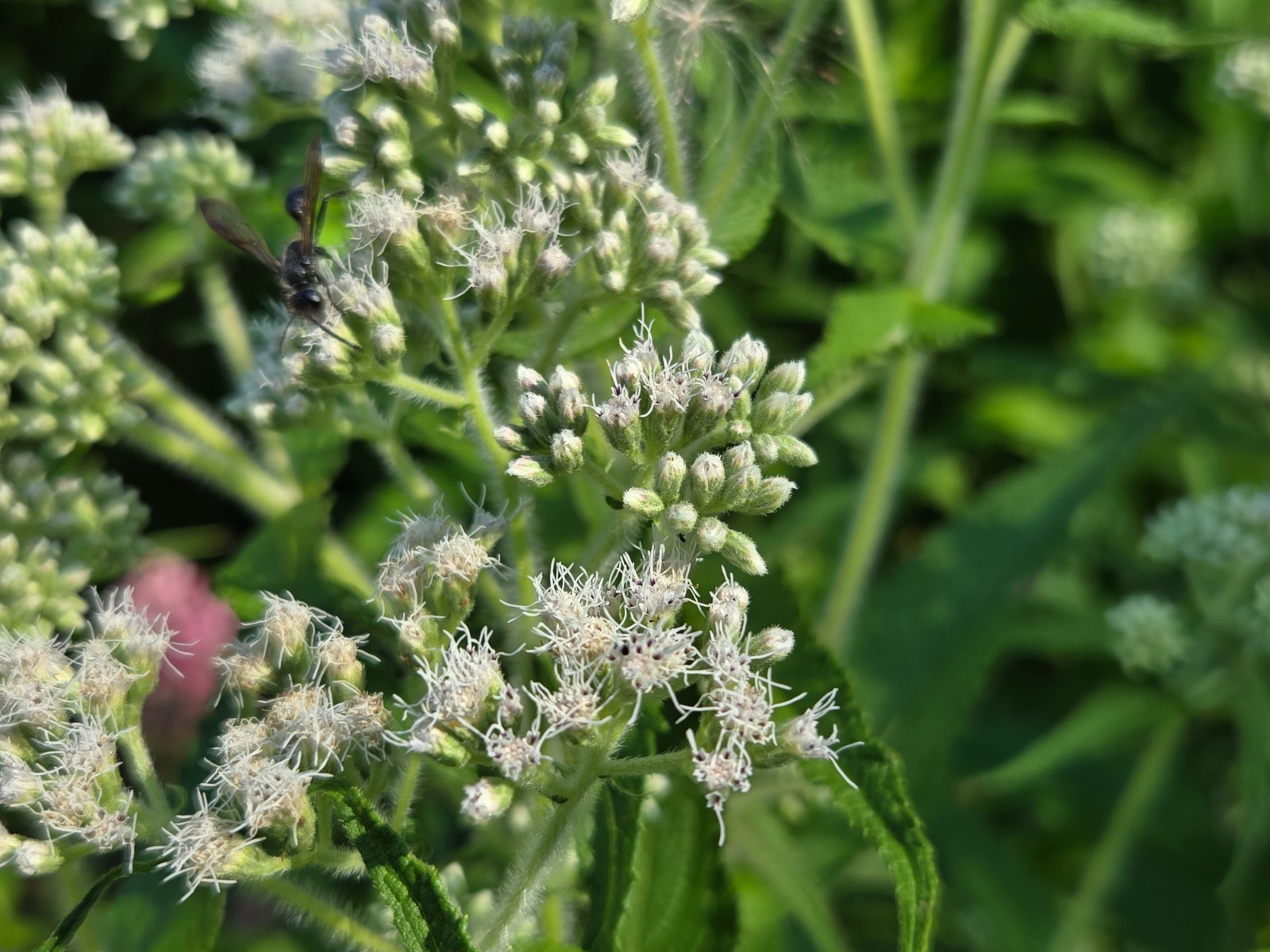 1/4 Teaspoon+ Common Boneset Seeds/Eupatorium perfoliatum/ US Eastern Native