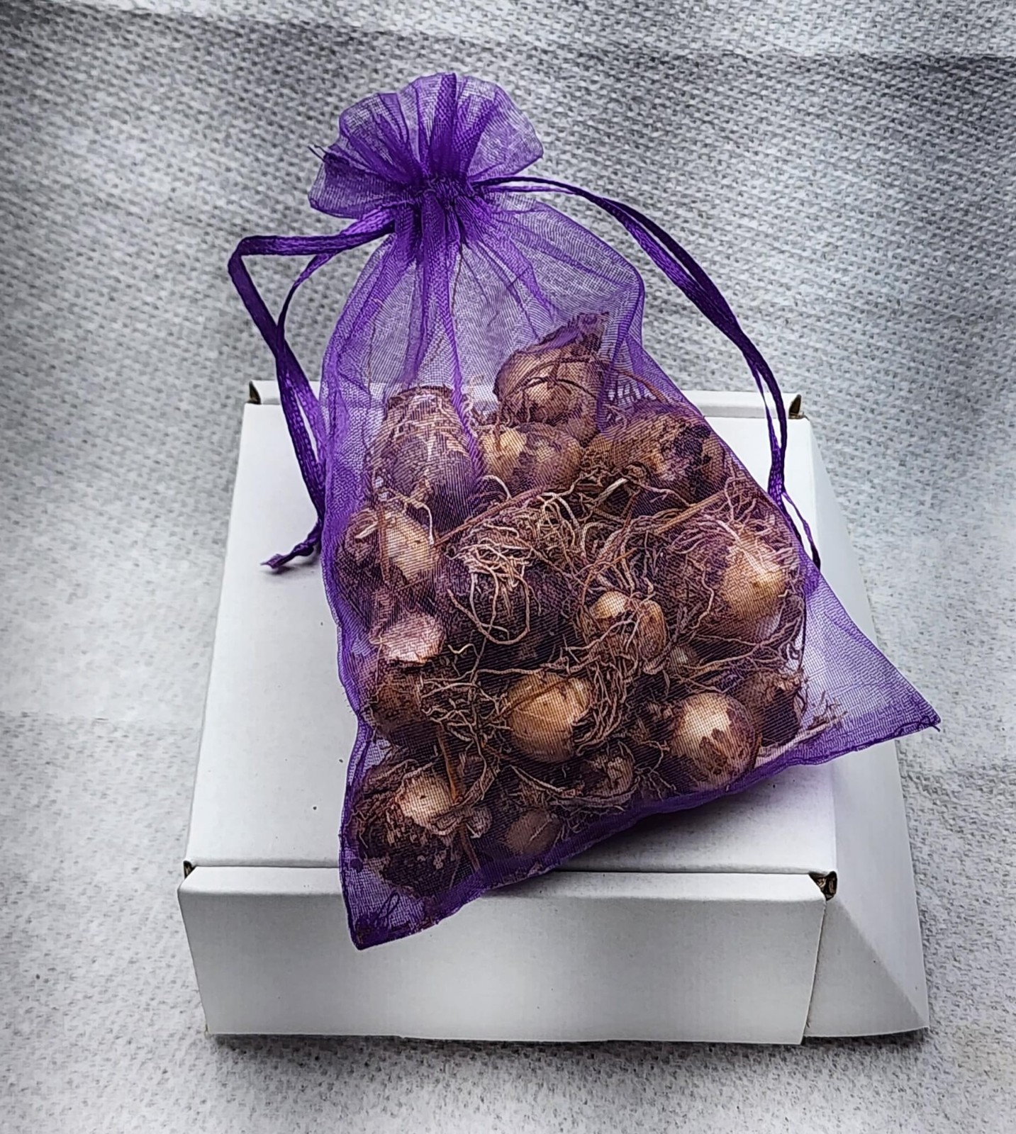Grape Hyacinth (Muscari) Bulbs (Sprouting Clump)