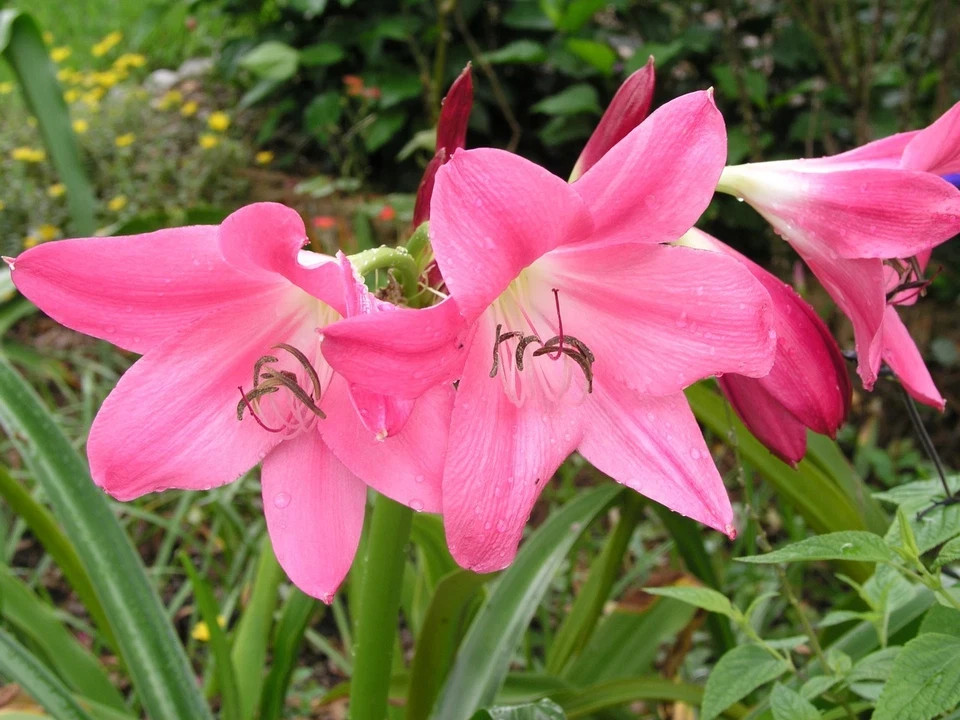 Crinum Lily Ellen Bonsanquet Nice Healthy 2 Small size Bulbs