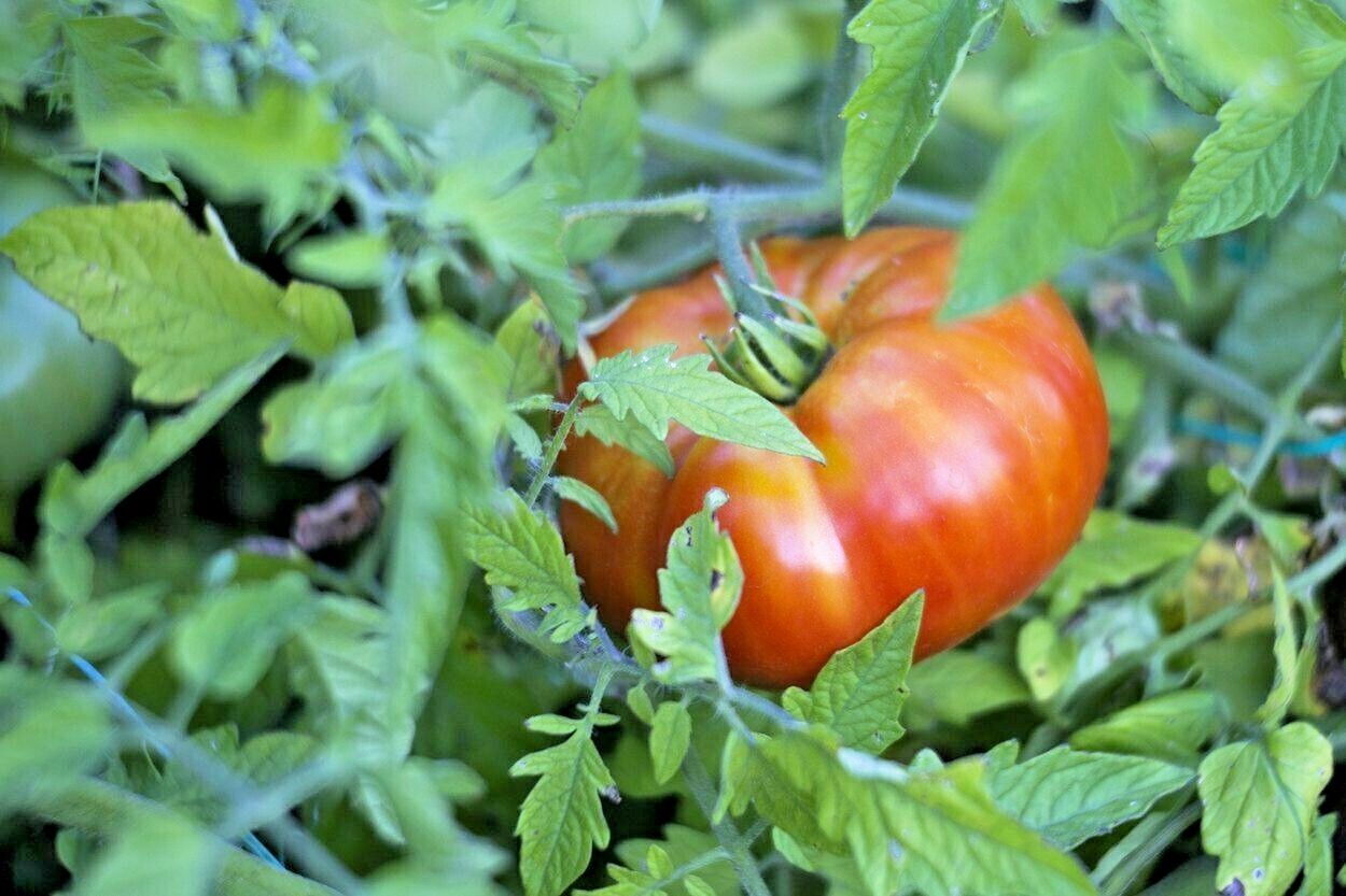 50+Bradley BUSH TOMATO Seeds Organic Compact 36″Tall Vegetable Garden Container