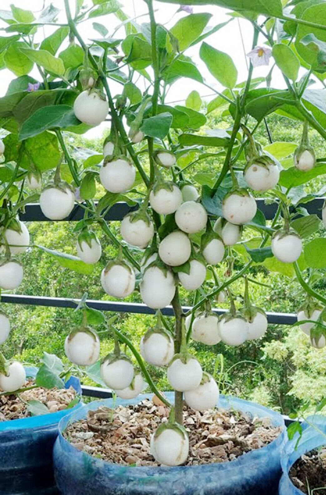 20+ White Round African Eggplant Seeds Ca Phao Trang Solanum melongena Organic