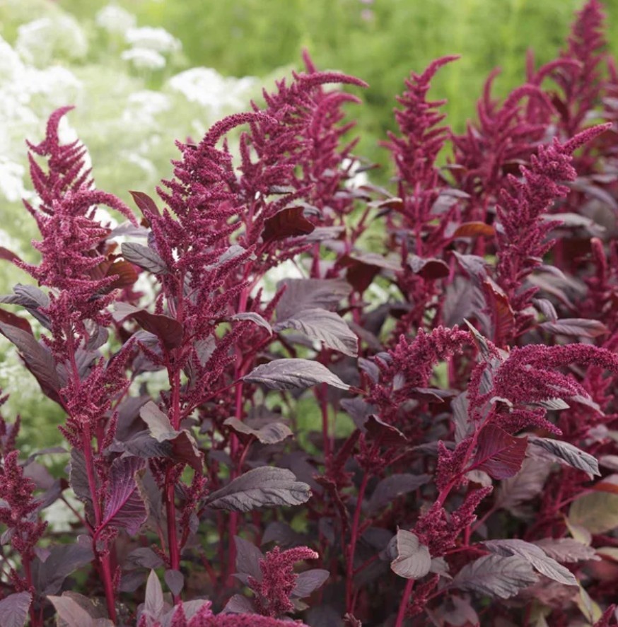 750+ Red Garnet Amaranth Seeds **Fresh Seeds** ~~Free Shipping~~
