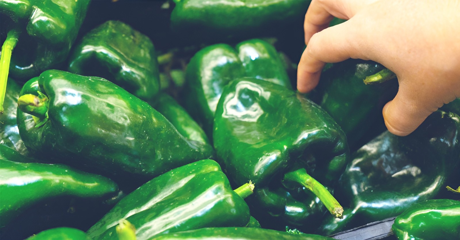 100 Heirloom Ancho Poblano Grande Pepper Seeds Giant Poblano Variety Mild 2k SHU