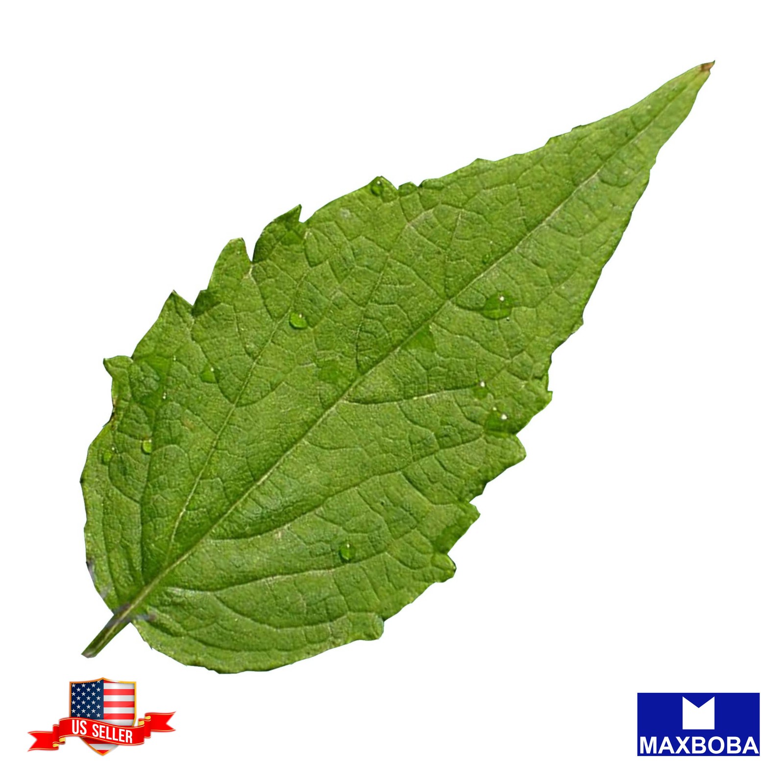 3000+ Agastache Seeds Korean Mint Heirloom Non-GMO BOGO 50% OFF