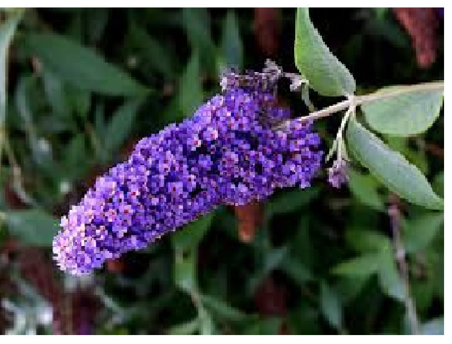 25 Bags of Purple Blue Butterfly Bush Seed Labeled Favors Made 4 U USA Seller